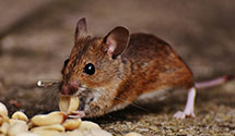 24 Hour & Emergency Exterminators in North Warren, PA